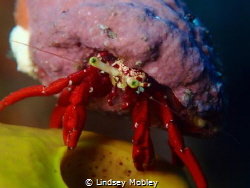 Small crab. Was actually taken in Saba. by Lindsey Mobley 